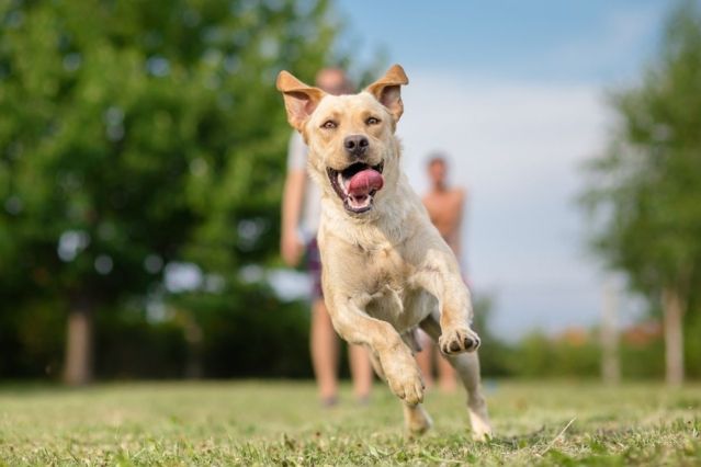 So fördern Sie eine klare Kommunikation mit Ihrem Hund